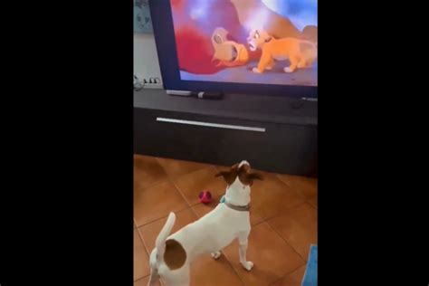 Le Ense A A Su Perro La Escena De La Muerte De Mufasa Y Su Reacci N Es