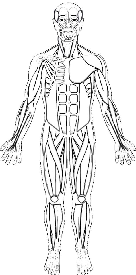 Dibujo Del Sistema Muscular Para Colorear Imagui Porn Sex Picture
