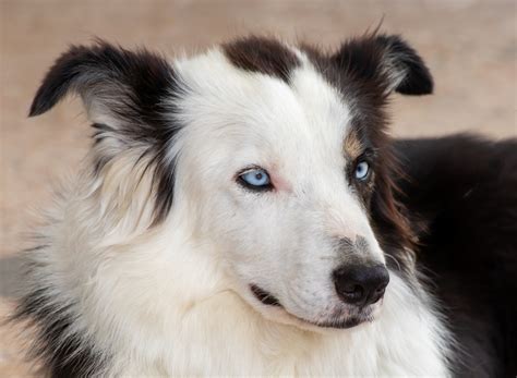 dog border collie canine  photo  pixabay