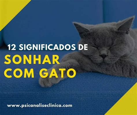 Tudo sobre sonhar gato 12 significados Psicanálise Clínica