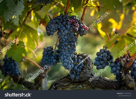 2 037 Brunello Vine Images, Stock Photos & Vectors | Shutterstock