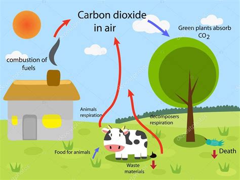 Flujo De Energia En Un Ecosistema Dioxido De Carbono El Ciclo Del Agua ...