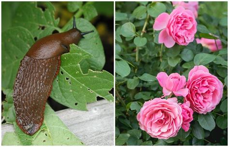 Дом и Сад — Интерьеры, Дизайн, Декор для дома, Дача и Ландшафт