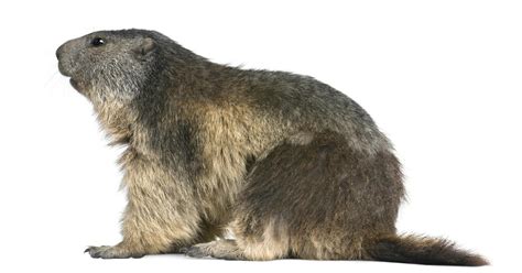 Woodchuck, aka the groundhog, hibernates nearly six months at a time