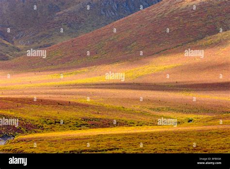 Tundra Displaying Its Autumn Colors Ogilvie Mountains Tombstone