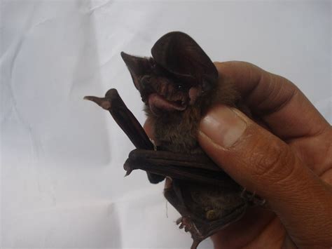 El Cambio Clim Tico Lleva A Los Murci Lagos Vampiros De Am Rica Latina Hacia Estados Unidos