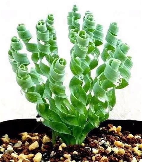 Spiral Succulent Plant In Black Pot