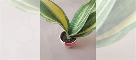 Сансевиерия Конго триколор купить в Благовещенске | Товары для дома и ...