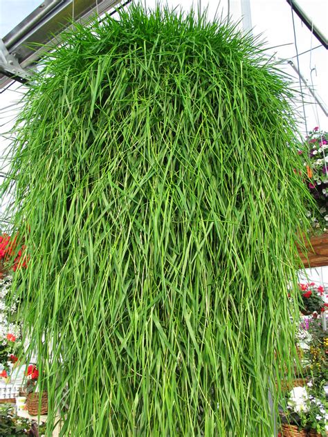 Agrostis Green Twist | Serres Fortier | Flickr