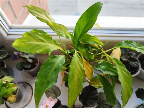 Комнатные растения в дар (Екатеринбург). Дарудар