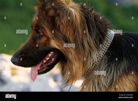 Photo Of A Friendly German Shepherd Dog Stock Photo Alamy