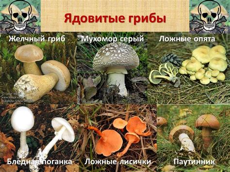 Грибы Волгоградской Области Съедобные Фото С Описанием — Картинки ...