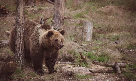 Identifying Bear Scat: What Bear Poop Looks Like • The Grom Life