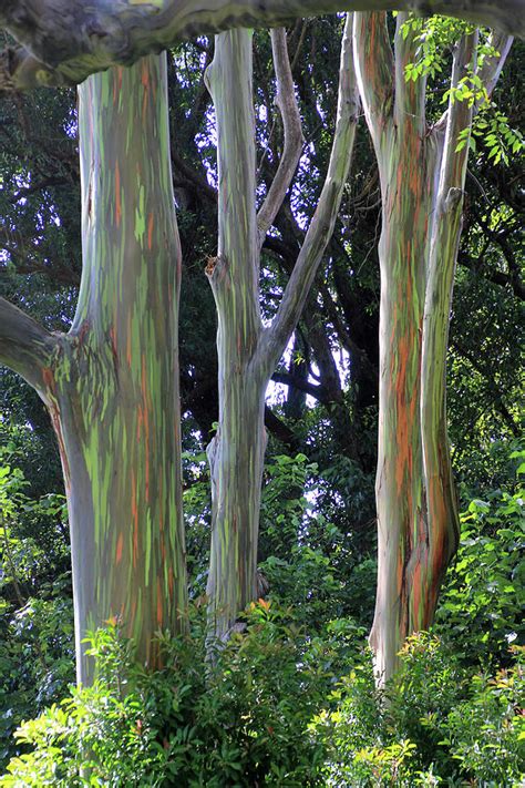 Maui Rainbow Eucalyptus Photograph by Michelle Safer