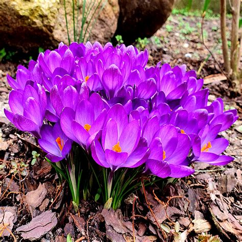 Krokus Ruby Giant Szt Ecebule