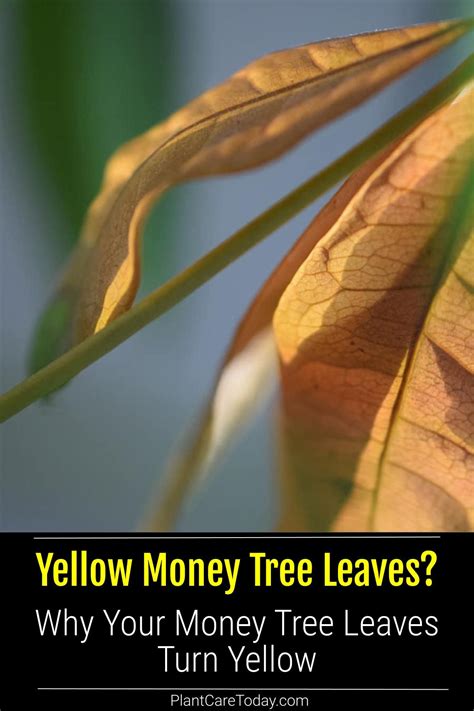 why are my money tree leaves turning yellow 6