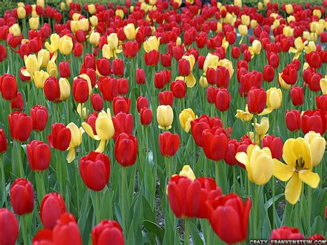 Flowers Tulips Red Yellow Wallpaper 1024x768 23037