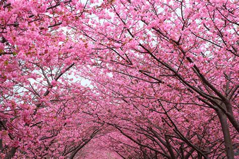 Wallpapers With Cherry Blossom Trees - MAXIPX