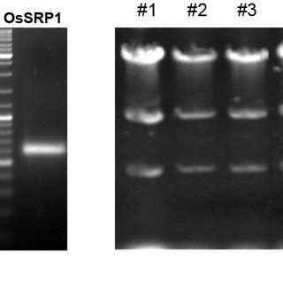 Fig. S2. RNAi vector construction A, Schematic representation of the ... 