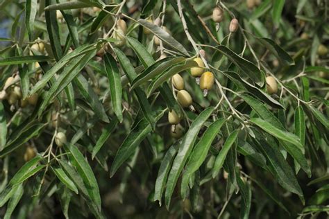 Elaeagnus Angustifolia