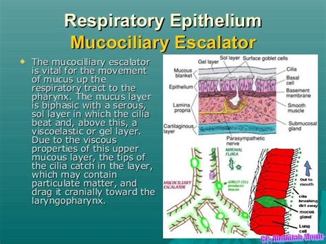 respiratory epithelium