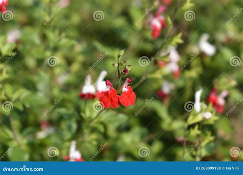 Baby Sage Hot Lips Stock Photo Image Of Botany Close