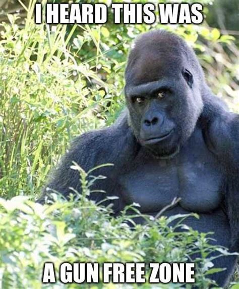 Gorilla Meme The Funniest And New Gorilla Meme Africa Animal