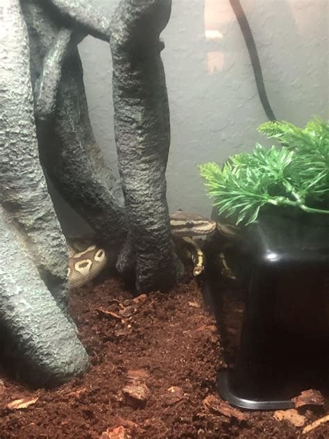 You Won’t Believe The Shocking Secret Lucas King Is Finally Hiding Behind His OnlyFans Paywall! 11