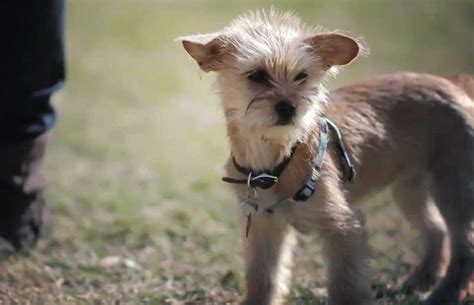 Wire Haired Terrier Chihuahua Mix Puppy - Anything Terrier