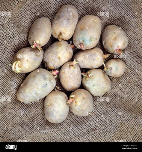 Old Potatoes With Sprouts On Potatoe Sack Stock Photo Alamy