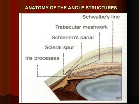 Anatomy Of The Angle Structure Glaucoma