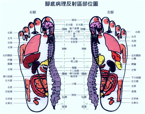 palm tree foot massage 3