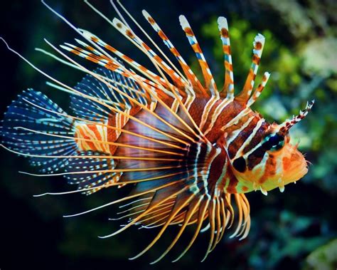 Lion Fish Safari Goes After Invasives The Sustany Foundation