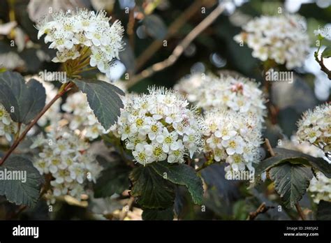 Physocarpus Opulifolius Diabolo In Flower Stock Photo Alamy