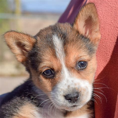 Baby Ruth Animal House Shelter