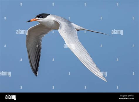 Forster S Tern Sterna Forsteri In Flight Canada Manitoba Delta