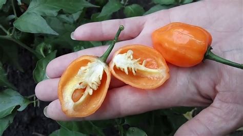 Habanero Orange. Хабанеро оранжевый, этот сорт один из серии самых ...