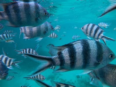 Snorkeling in Blue Bay Marine Park, Mauritius: Best Tours (2024)