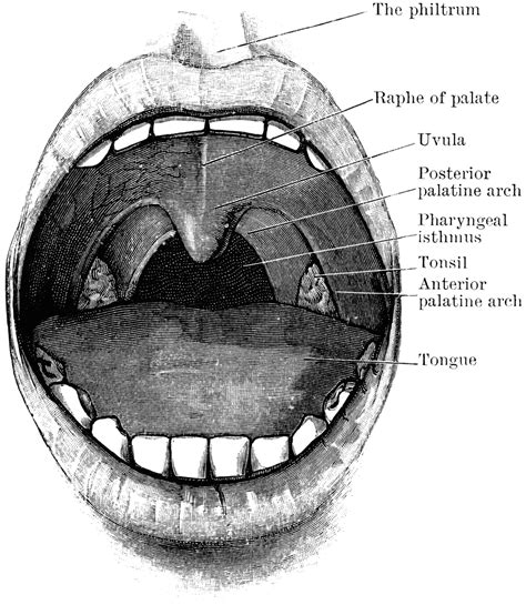 Mouth Showing Palate And Tonsils Clipart Etc