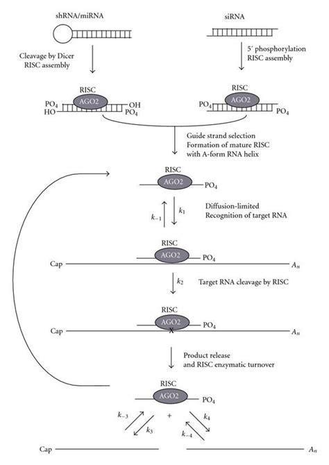 RNAi Mechanism An Expressed RNA Hairpin ShRNA Is Cleaved First By