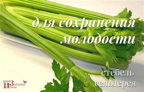 Польза сельдерея