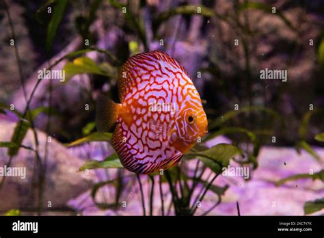 In The Zoo Aquarium Wild Sea Creatures Living In The Ocean Sea