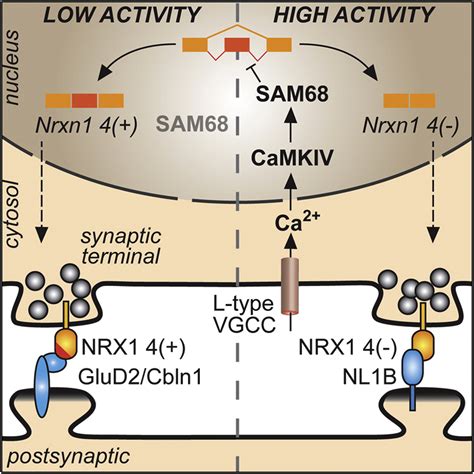 Sam68 Regulates Neuronal Activity Dependent Alternative Splicing Of