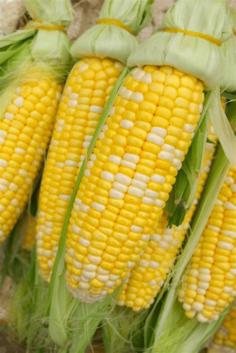How To Shuck Corn 2 Quick Ways Easy And Delish