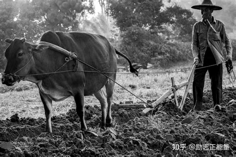 老黄牛一生拼命劳作，最后救下老头，以死报恩 知乎