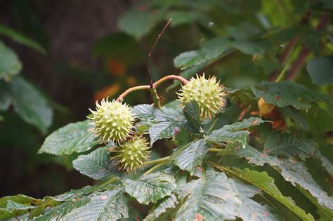 Chestnuts Chestnut Tree - Free photo on Pixabay - Pixabay