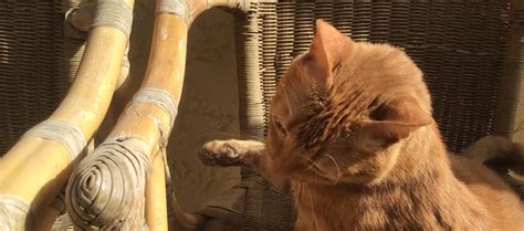 Monty The Cairo Cat
