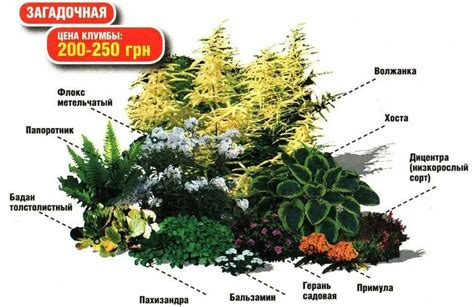 Тенелюбивые растения для сада: фото и названия