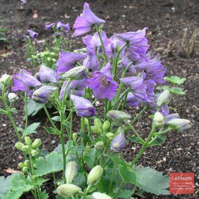 Дельфиниум красный (Delphinium cаrdinale) — описание, выращивание, фото ...