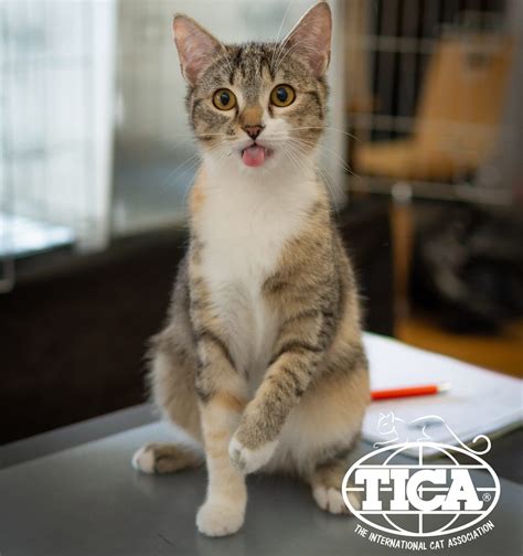 The Language of Meows: Understanding Why Cats Vocalize - TICA - The ...